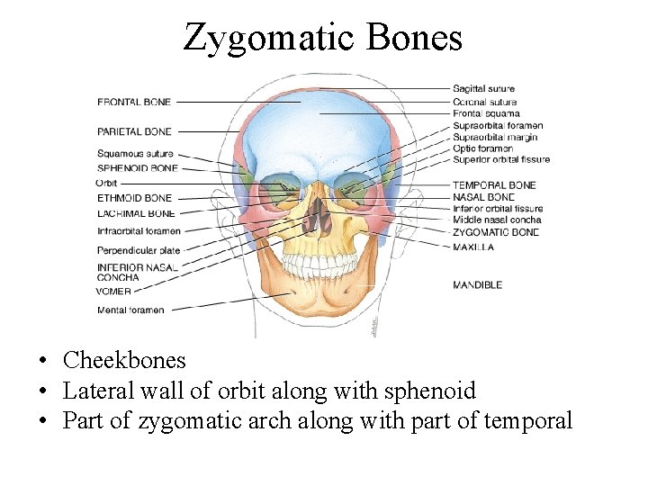 Zygomatic Bones • Cheekbones • Lateral wall of orbit along with sphenoid • Part