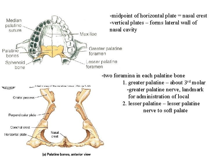 -midpoint of horizontal plate = nasal crest -vertical plates – forms lateral wall of