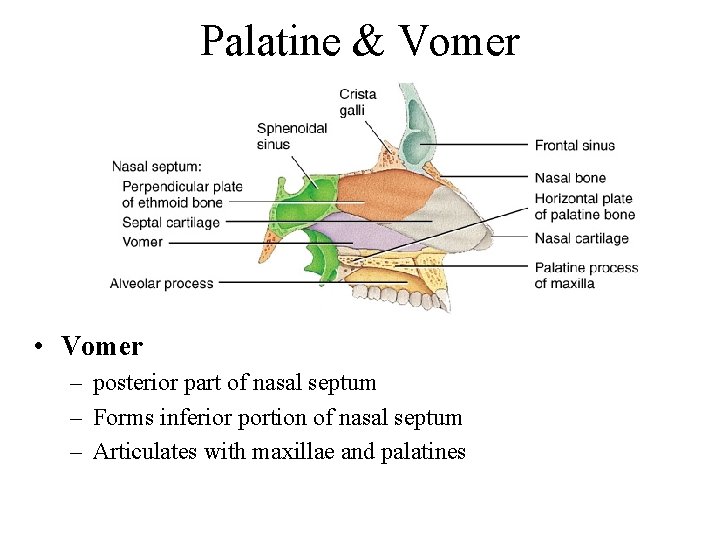 Palatine & Vomer • Vomer – posterior part of nasal septum – Forms inferior