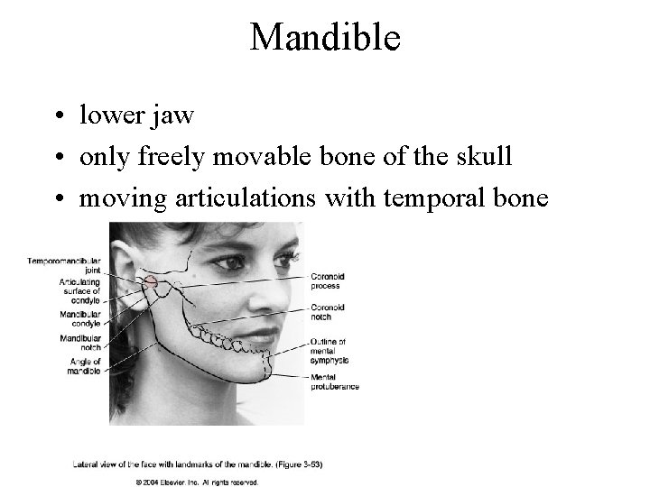 Mandible • lower jaw • only freely movable bone of the skull • moving