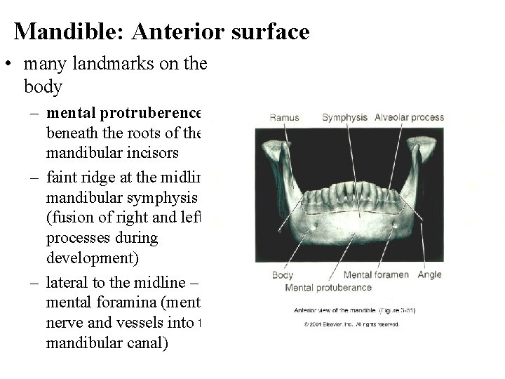 Mandible: Anterior surface • many landmarks on the body – mental protruberence – beneath