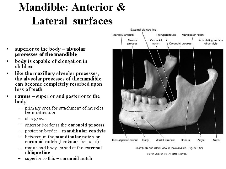 Mandible: Anterior & Lateral surfaces • • superior to the body – alveolar processes