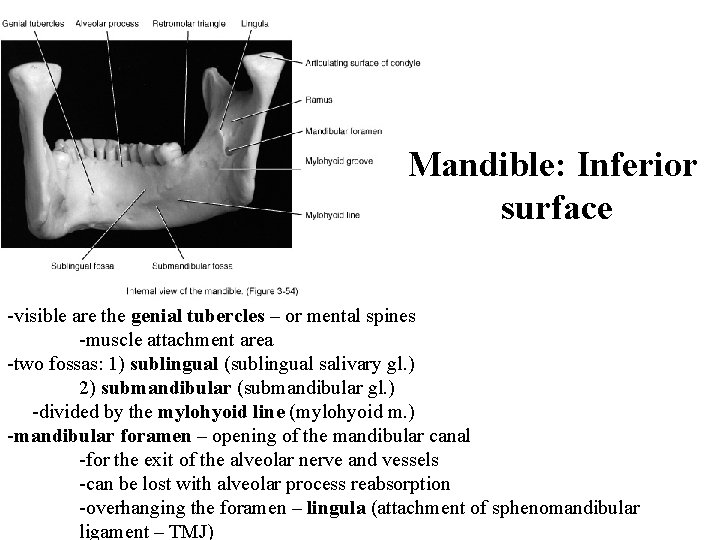 Mandible: Inferior surface -visible are the genial tubercles – or mental spines -muscle attachment