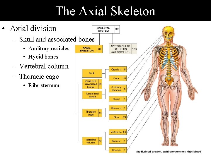 The Axial Skeleton • Axial division – Skull and associated bones • Auditory ossicles