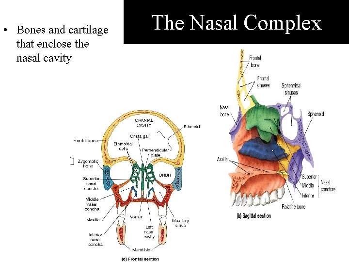  • Bones and cartilage that enclose the nasal cavity The Nasal Complex 