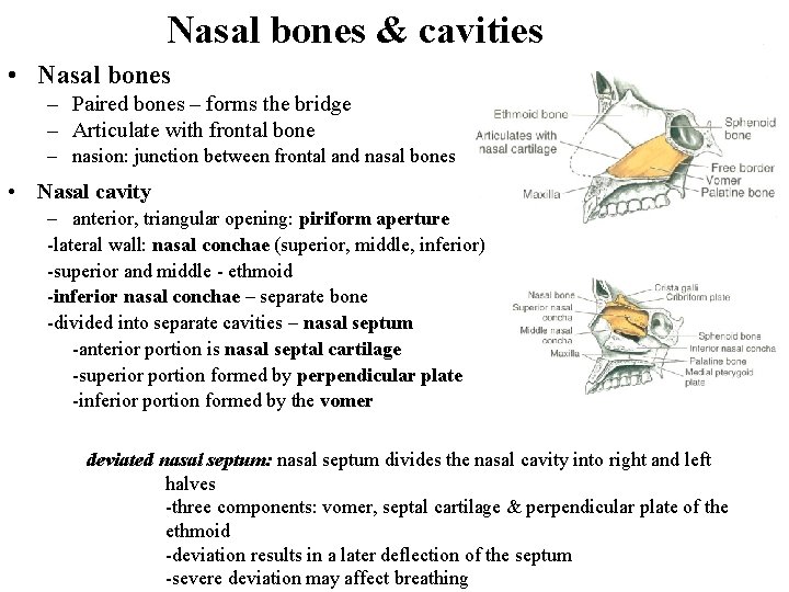 Nasal bones & cavities • Nasal bones – Paired bones – forms the bridge