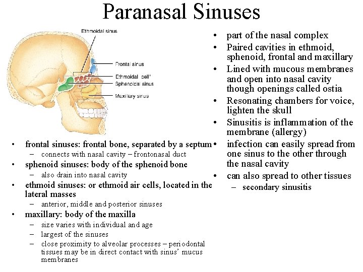 Paranasal Sinuses • • part of the nasal complex • Paired cavities in ethmoid,