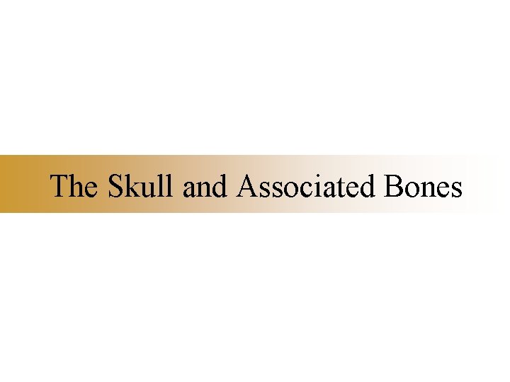 The Skull and Associated Bones 