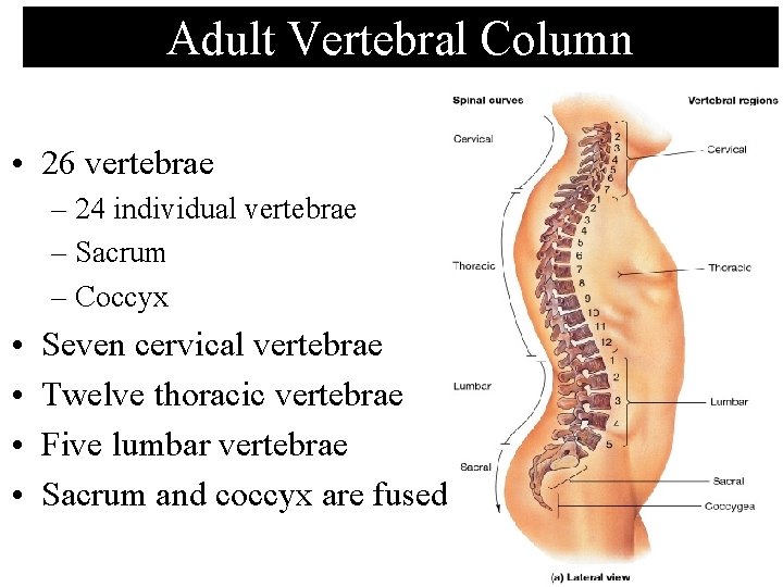 Adult Vertebral Column • 26 vertebrae – 24 individual vertebrae – Sacrum – Coccyx