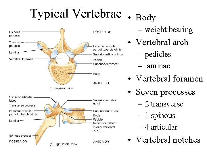 Typical Vertebrae • Body – weight bearing • Vertebral arch – pedicles – laminae