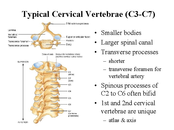 Typical Cervical Vertebrae (C 3 -C 7) • Smaller bodies • Larger spinal canal