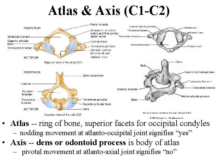 Atlas & Axis (C 1 -C 2) • Atlas -- ring of bone, superior