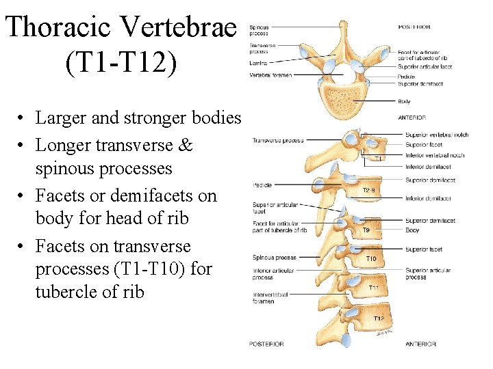 Thoracic Vertebrae (T 1 -T 12) • Larger and stronger bodies • Longer transverse