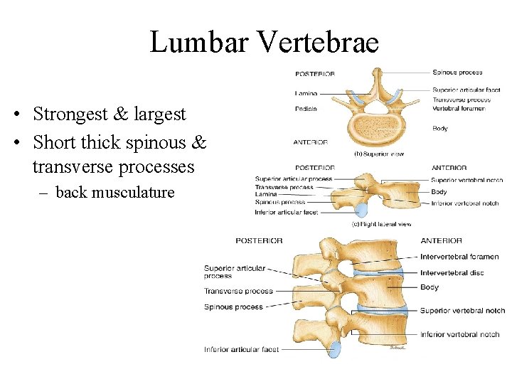 Lumbar Vertebrae • Strongest & largest • Short thick spinous & transverse processes –