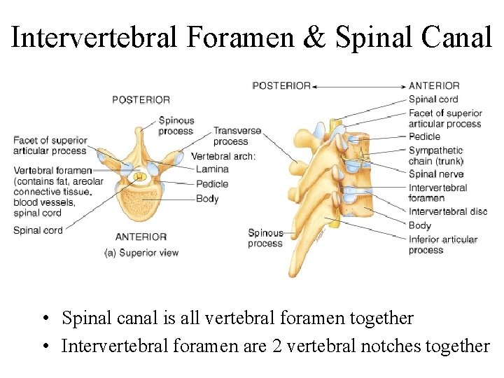 Intervertebral Foramen & Spinal Canal • Spinal canal is all vertebral foramen together •