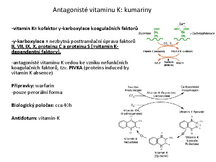 Antagonisté vitaminu K: kumariny -vitamin K= kofaktor γ-karboxylace koagulačních faktorů -γ-karboxylace = nezbytná posttranslační