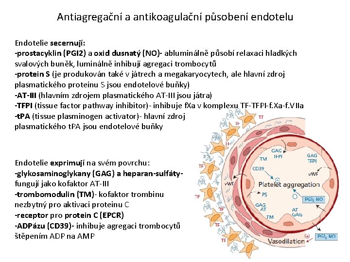 Antiagregační a antikoagulační působení endotelu Endotelie secernují: -prostacyklin (PGI 2) a oxid dusnatý (NO)-