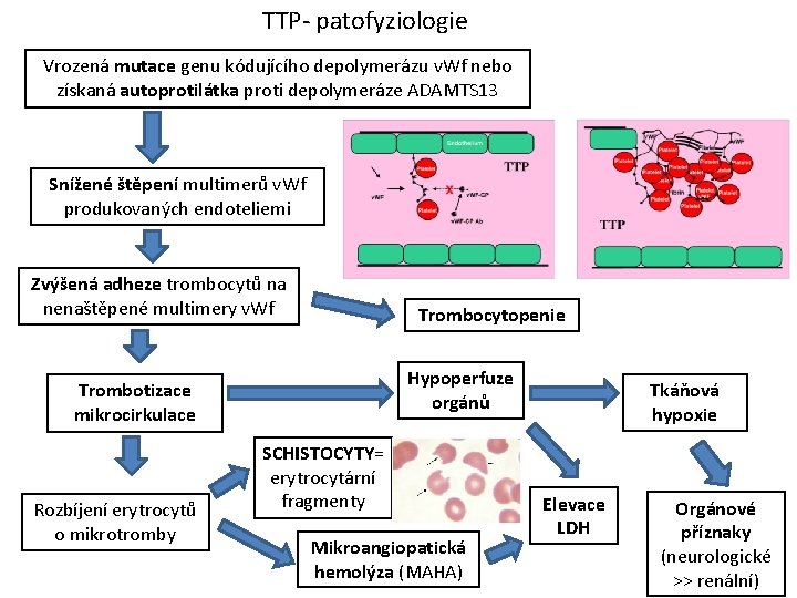 TTP- patofyziologie Vrozená mutace genu kódujícího depolymerázu v. Wf nebo získaná autoprotilátka proti depolymeráze