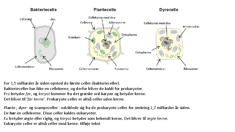 For 3, 5 milliarder år siden opstod de første celler (bakterieceller). Bakterieceller har ikke
