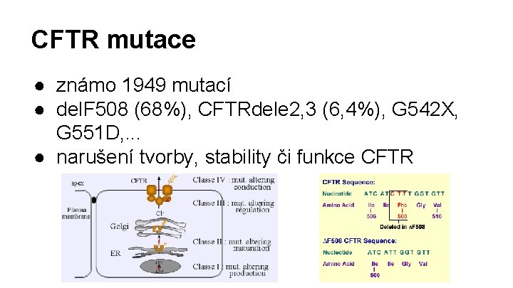 CFTR mutace ● známo 1949 mutací ● del. F 508 (68%), CFTRdele 2, 3