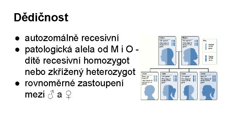 Dědičnost ● autozomálně recesivní ● patologická alela od M i O dítě recesivní homozygot