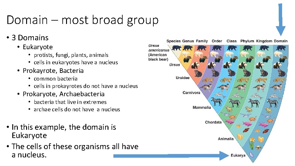 Domain – most broad group • 3 Domains • Eukaryote • protists, fungi, plants,