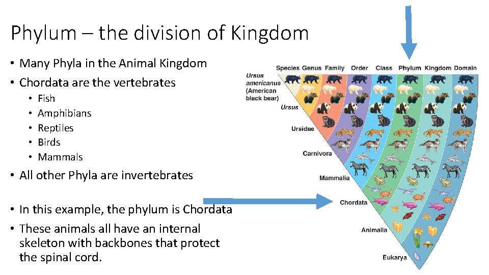 Phylum – the division of Kingdom • Many Phyla in the Animal Kingdom •