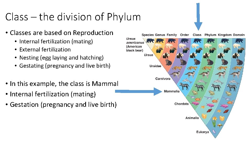 Class – the division of Phylum • Classes are based on Reproduction • •