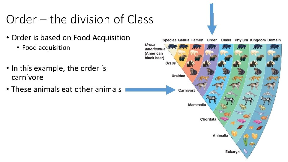 Order – the division of Class • Order is based on Food Acquisition •