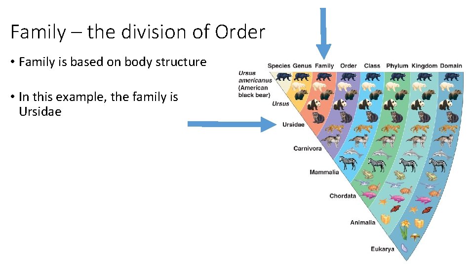 Family – the division of Order • Family is based on body structure •