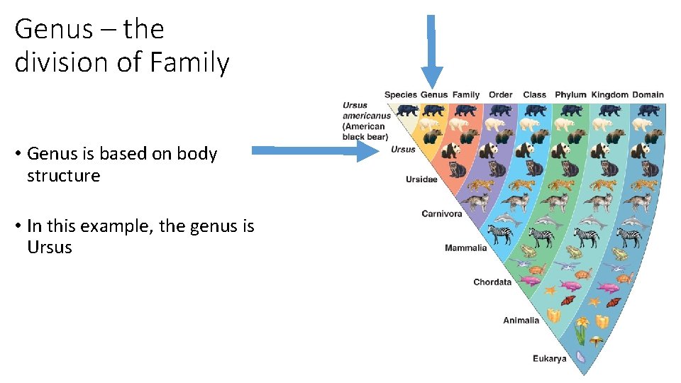 Genus – the division of Family • Genus is based on body structure •
