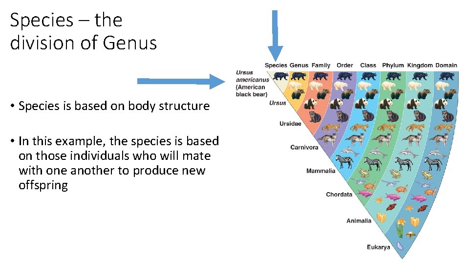 Species – the division of Genus • Species is based on body structure •