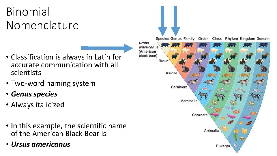 Binomial Nomenclature • Classification is always in Latin for accurate communication with all scientists