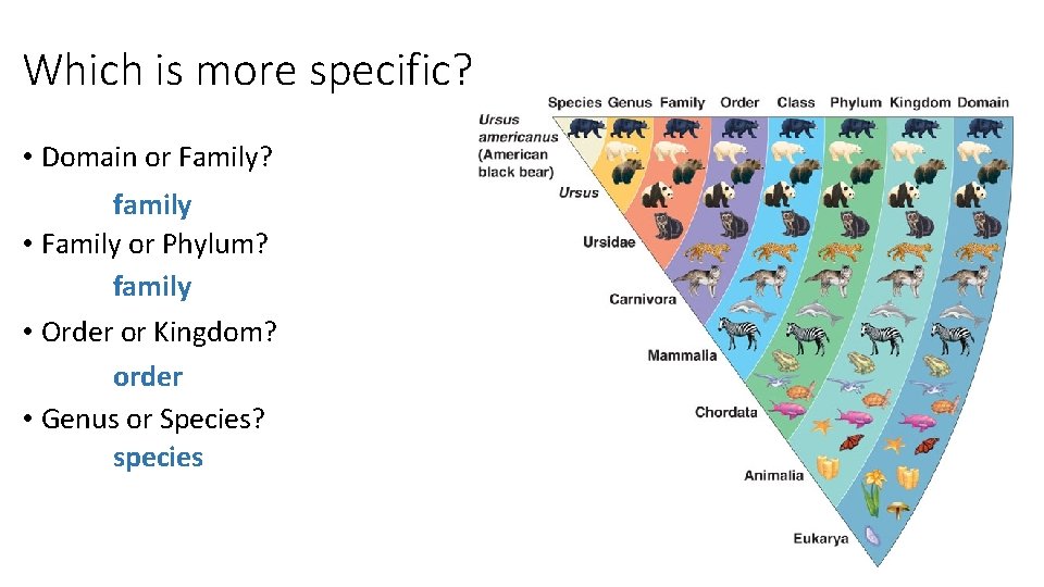 Which is more specific? • Domain or Family? family • Family or Phylum? family