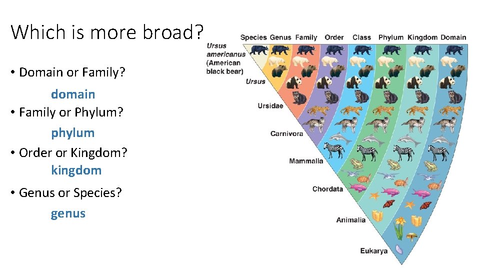 Which is more broad? • Domain or Family? domain • Family or Phylum? phylum