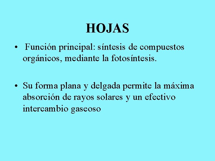 HOJAS • Función principal: síntesis de compuestos orgánicos, mediante la fotosíntesis. • Su forma