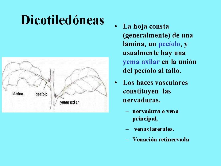 Dicotiledóneas • La hoja consta (generalmente) de una lámina, un pecíolo, y usualmente hay