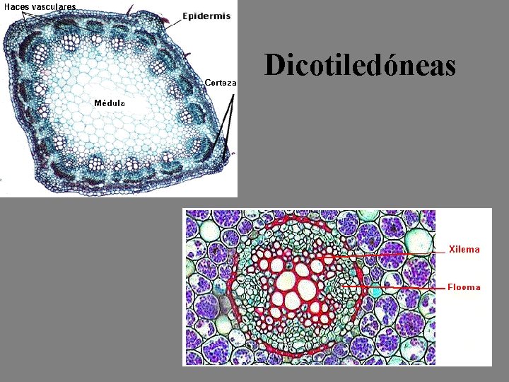 Dicotiledóneas 