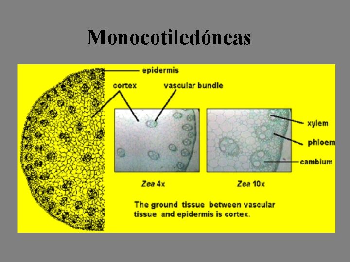 Monocotiledóneas 