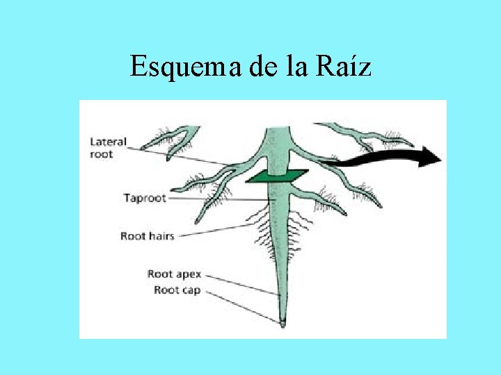 Esquema de la Raíz 