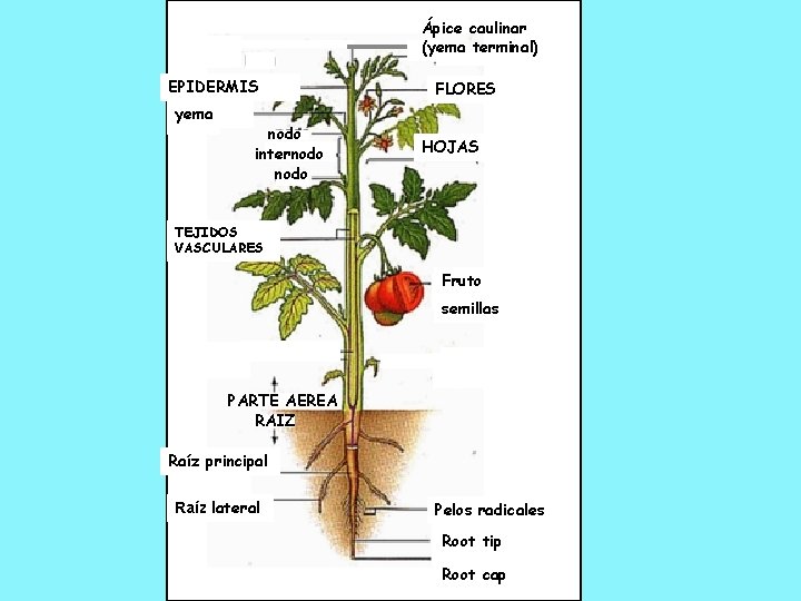 Ápice caulinar (yema terminal) EPIDERMIS yema nodo internodo FLORES HOJAS TEJIDOS VASCULARES Fruto semillas