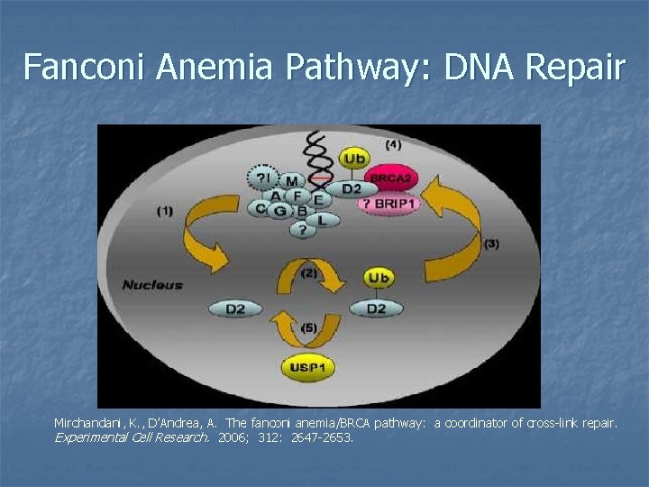 Fanconi Anemia Pathway: DNA Repair Mirchandani, K. , D’Andrea, A. The fanconi anemia/BRCA pathway: