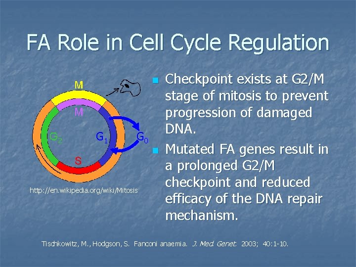 FA Role in Cell Cycle Regulation n G 1 G 0 n http: //en.