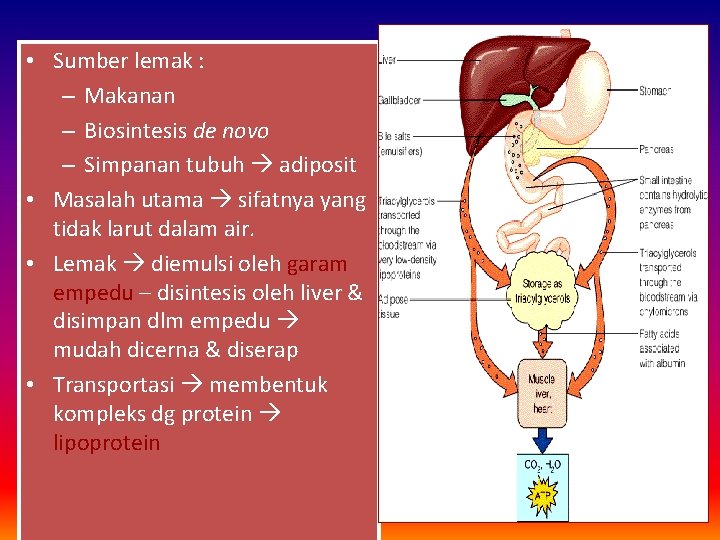  • Sumber lemak : – Makanan – Biosintesis de novo – Simpanan tubuh