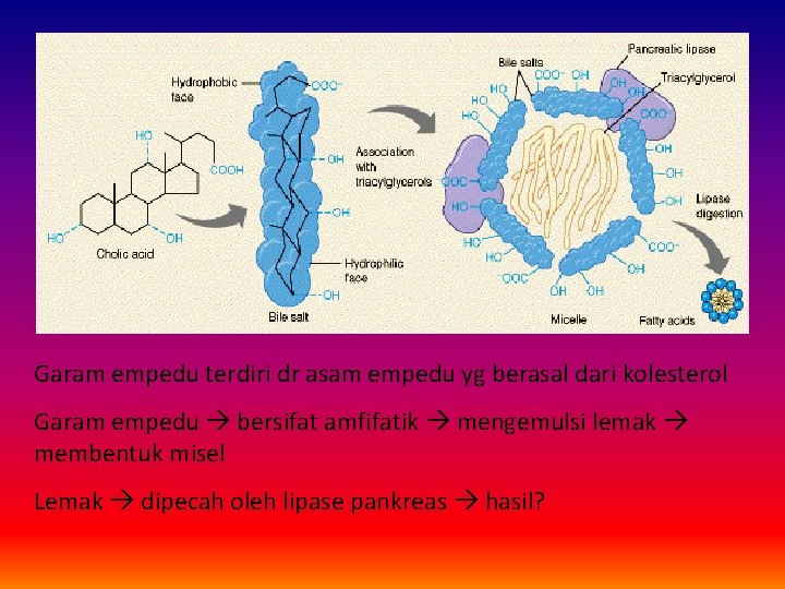 Garam empedu terdiri dr asam empedu yg berasal dari kolesterol Garam empedu bersifat amfifatik