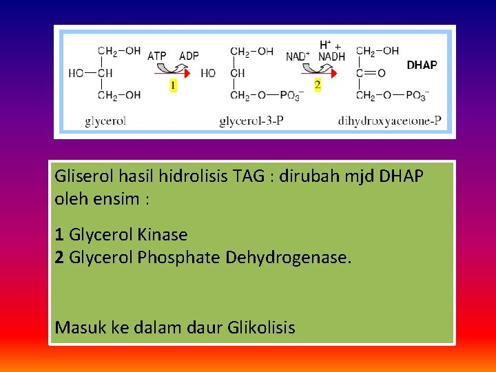 Gliserol hasil hidrolisis TAG : dirubah mjd DHAP oleh ensim : 1 Glycerol Kinase