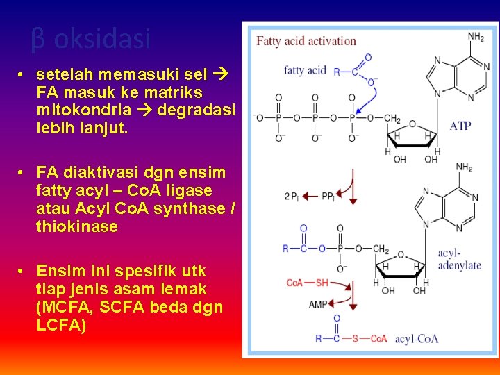 β oksidasi • setelah memasuki sel FA masuk ke matriks mitokondria degradasi lebih lanjut.