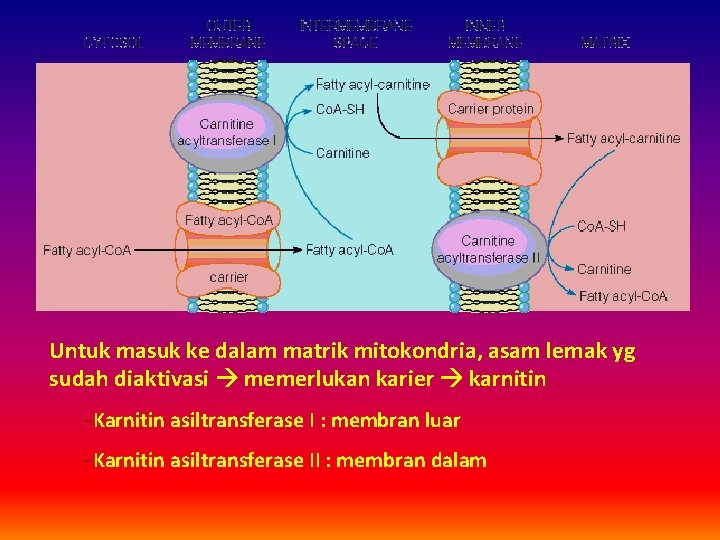 Untuk masuk ke dalam matrik mitokondria, asam lemak yg sudah diaktivasi memerlukan karier karnitin