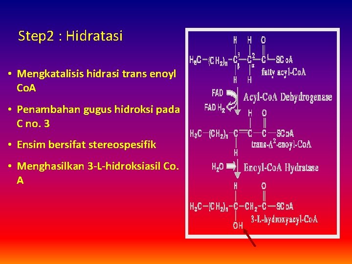 Step 2 : Hidratasi • Mengkatalisis hidrasi trans enoyl Co. A • Penambahan gugus