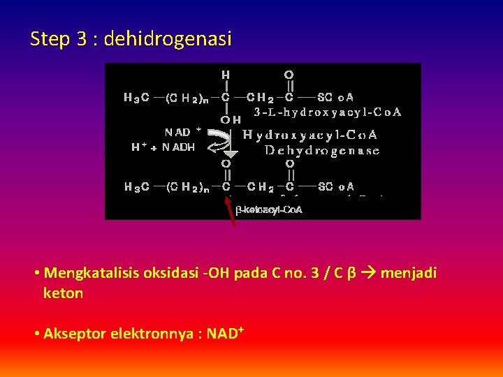 Step 3 : dehidrogenasi • Mengkatalisis oksidasi -OH pada C no. 3 / C